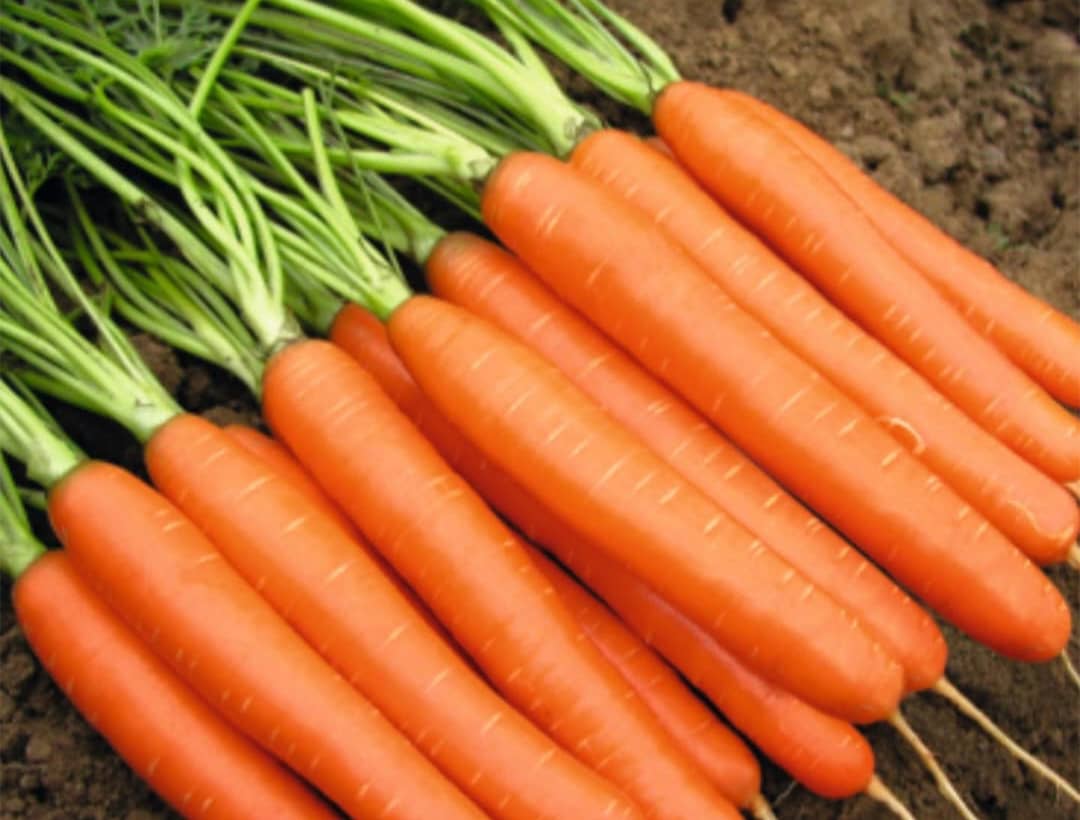 carrot seeds - Image 2