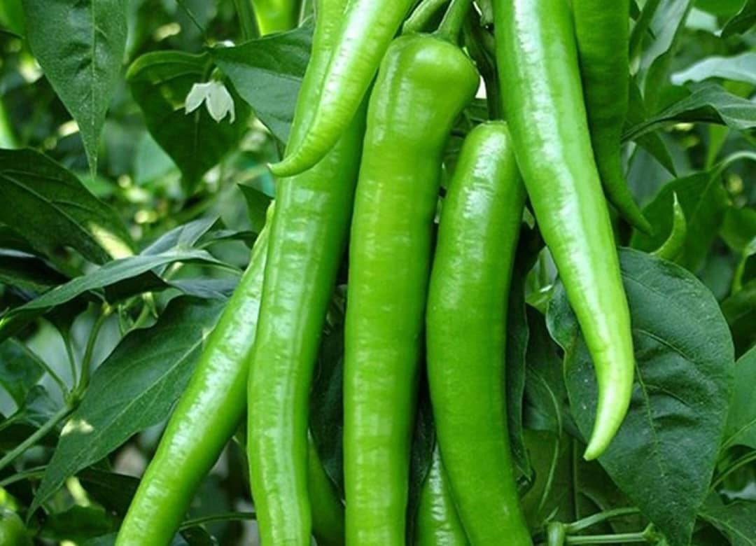 Green Pepper seeds - Image 2