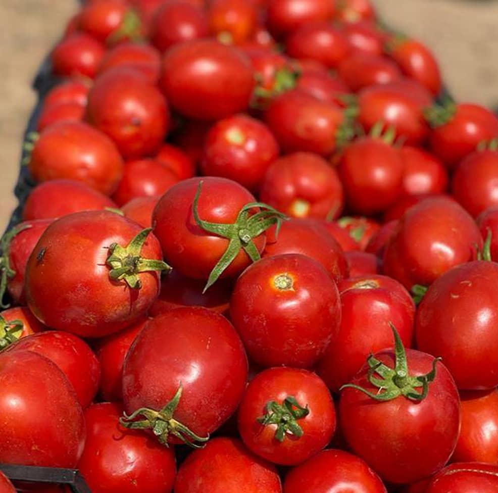 Tomato seeds - Image 2