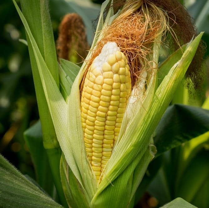 Mexican Corn Seeds - Image 3